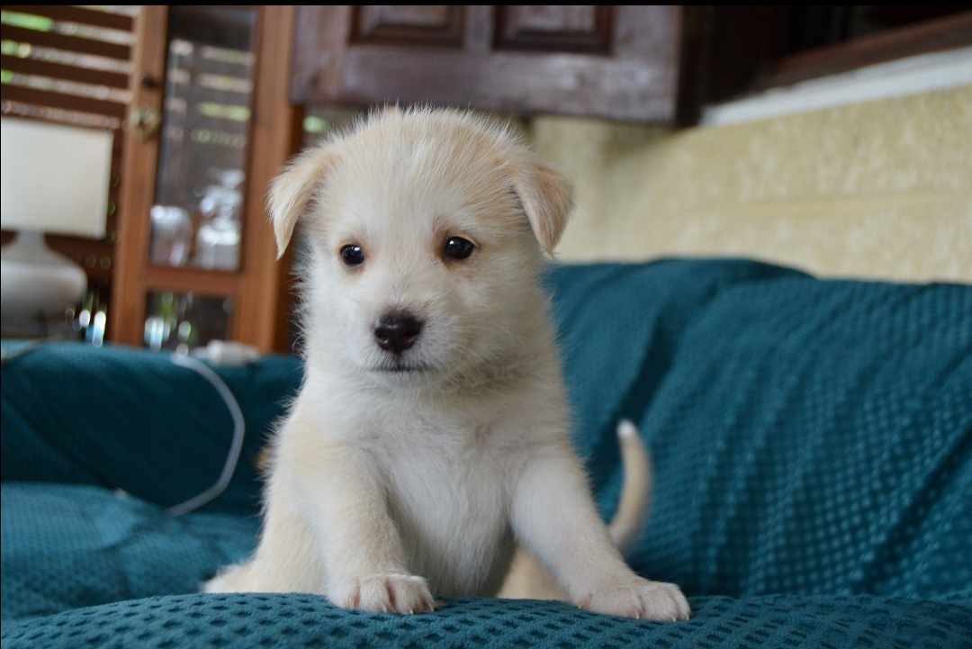 Adoption de Thor: Petit chien chien croisé petit, région Île-de-France