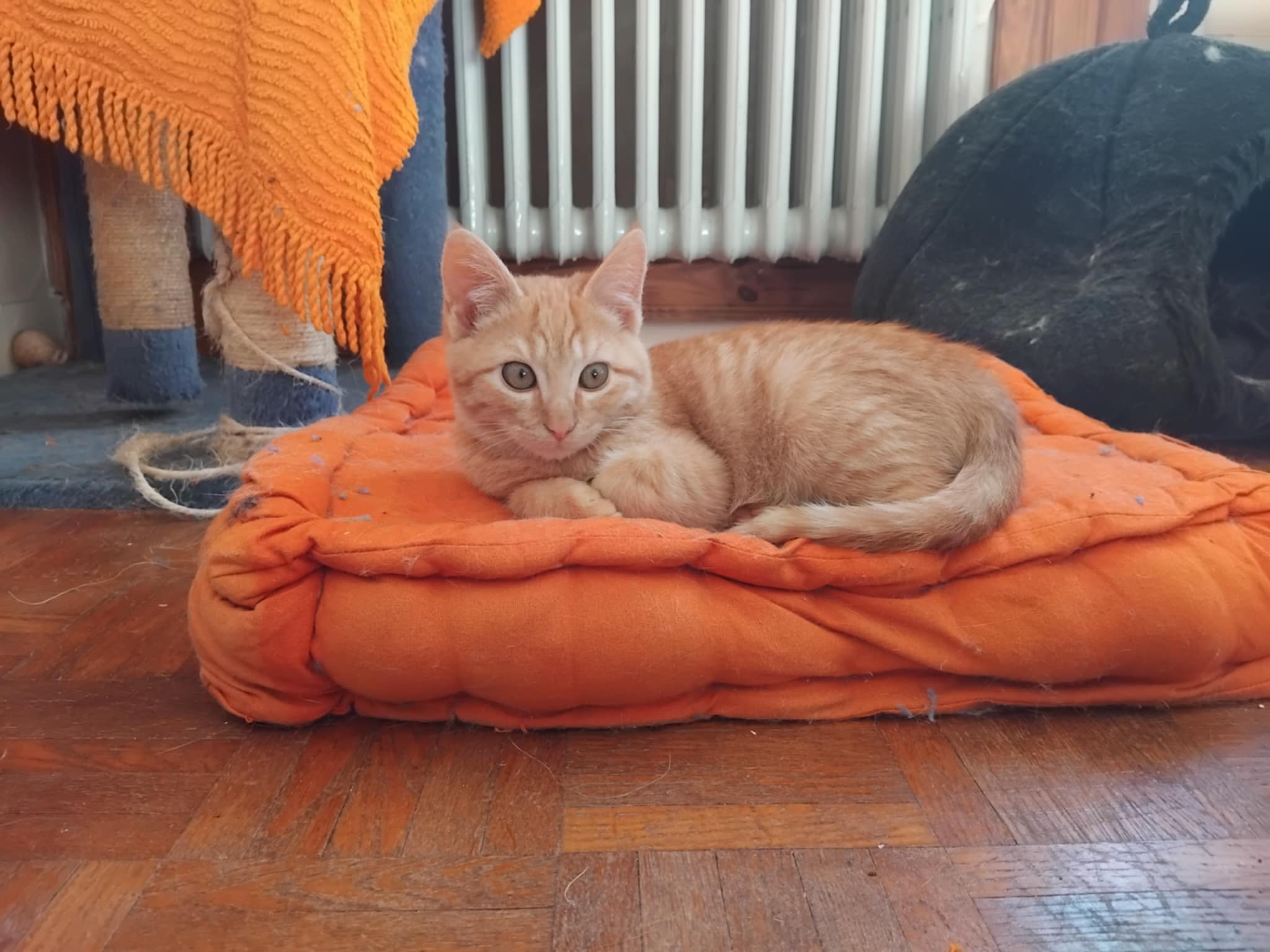 Adoption de Hadès Moyen chat européen, région NouvelleAquitaine