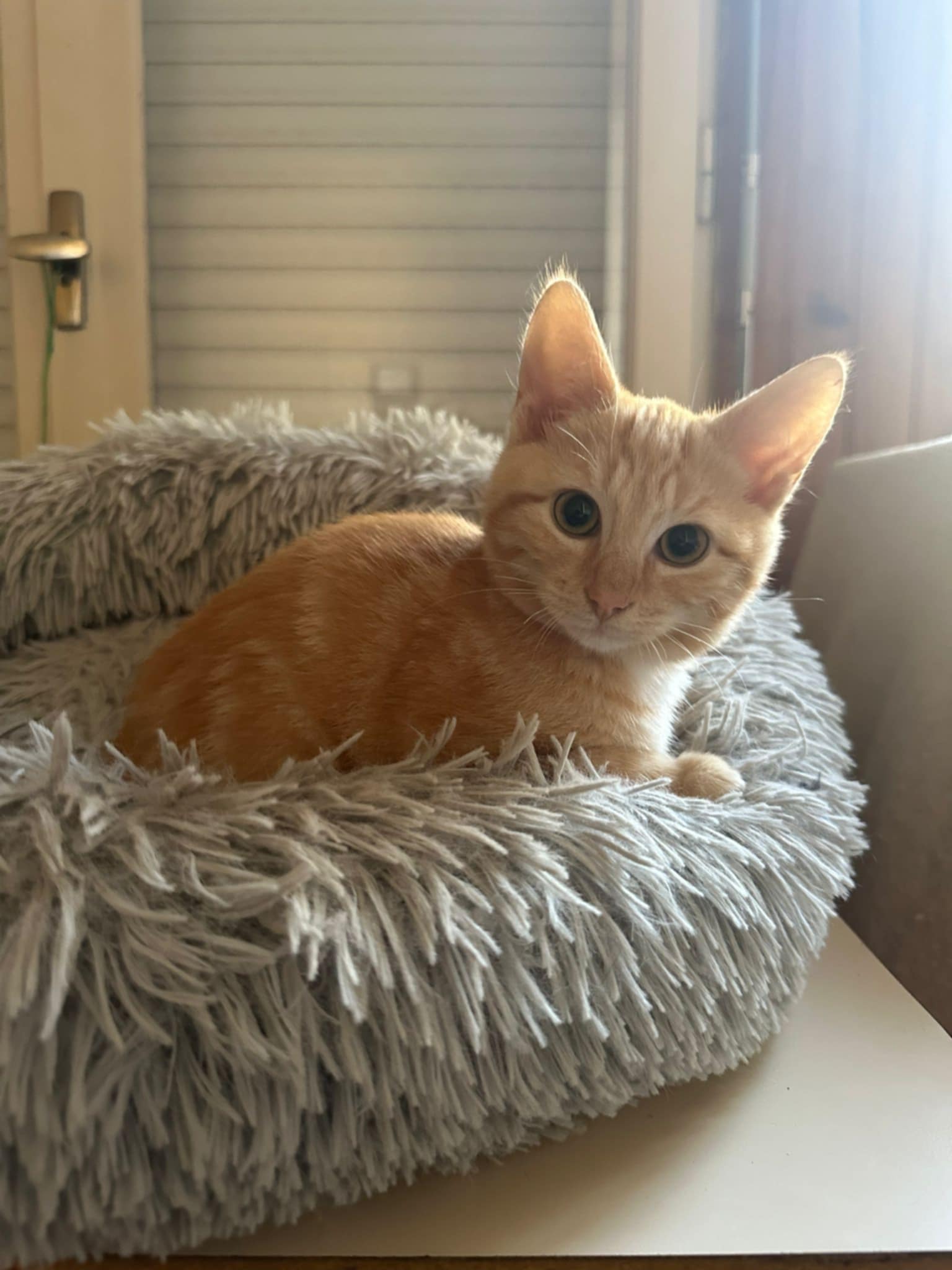 Adoption de Ulysse Moyen chat européen, région NouvelleAquitaine