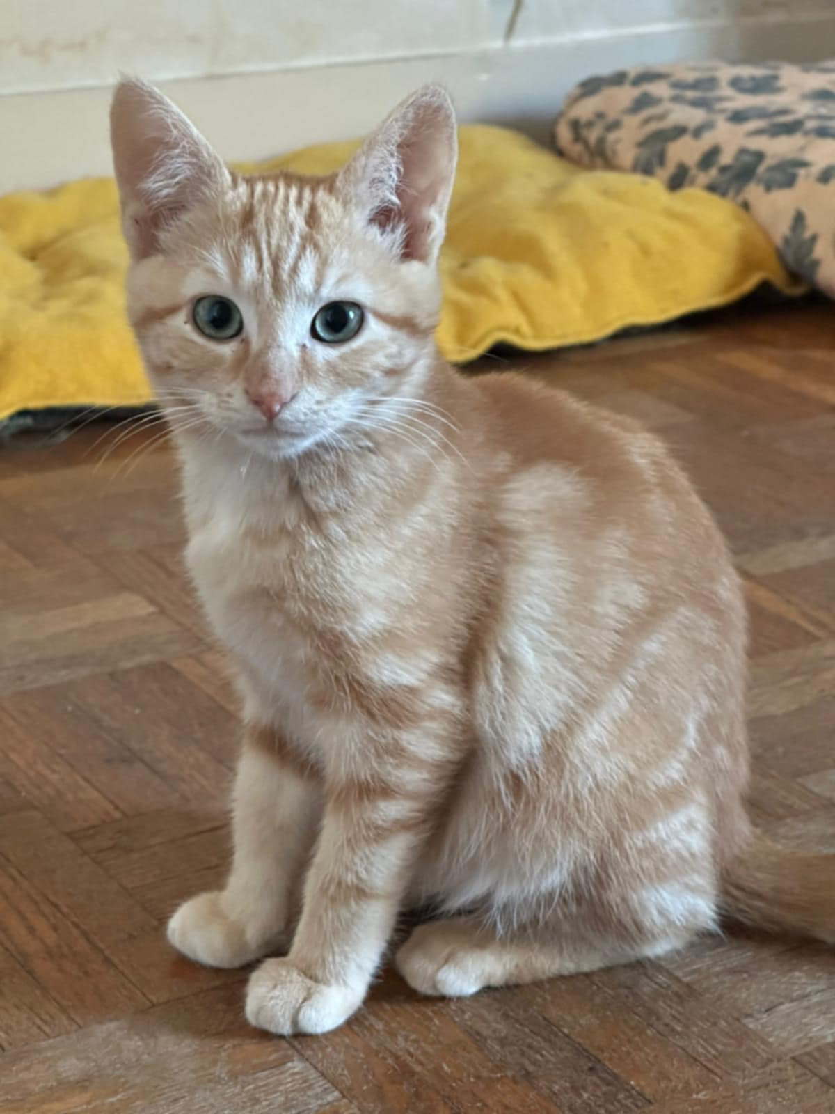 Adoption de Arès Moyen chat européen, région NouvelleAquitaine