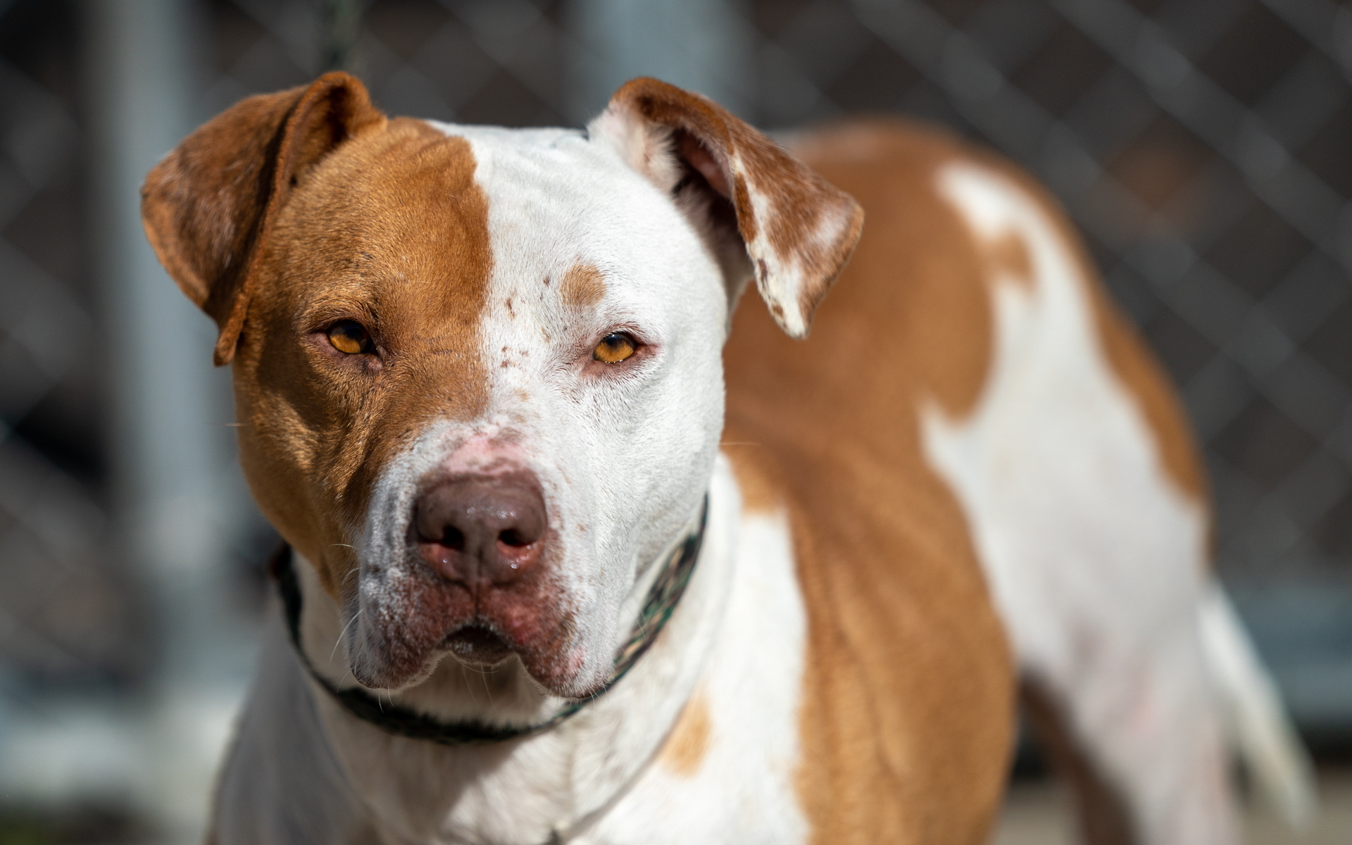 Second Hand Dog Rescue Adoption Rochester NY