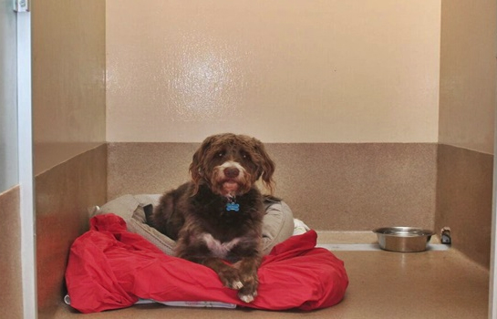 Dog Boarding Second Home Pet Resort Phoenix AZ