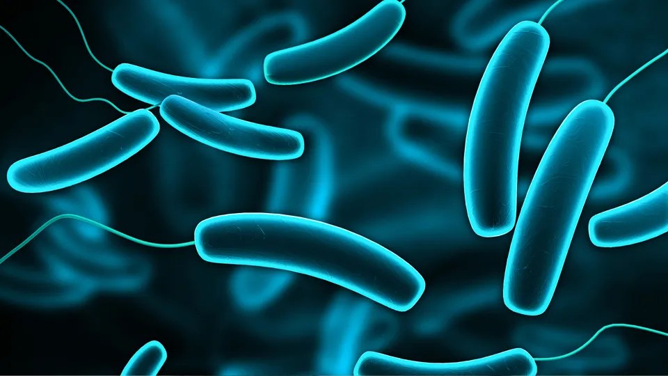 Bacteria In Water Secondwind Water Systems