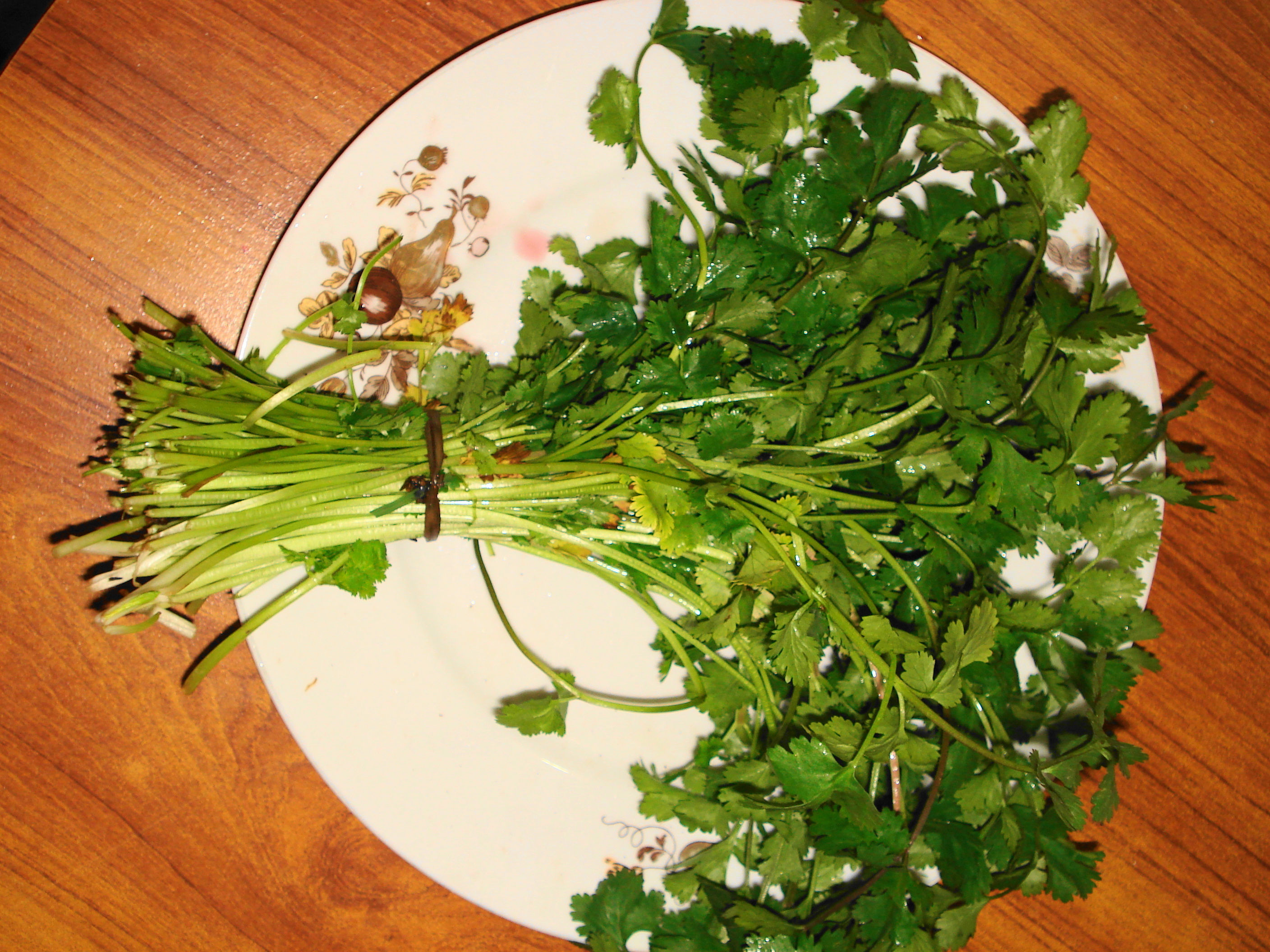 Coriander Secrets of Culinary Herbs