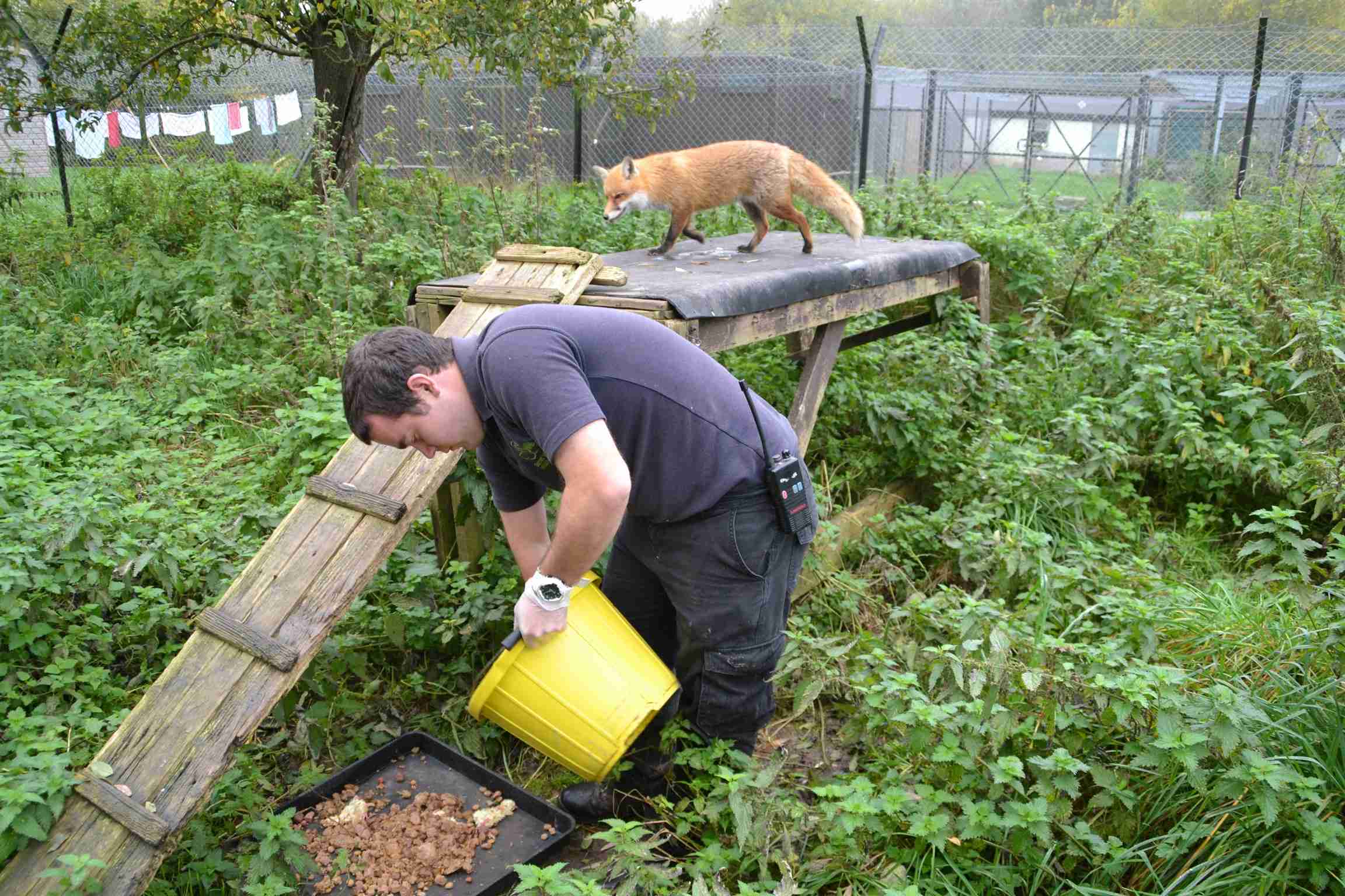 Wildlife Care Assistant Secret World Wildlife Rescue
