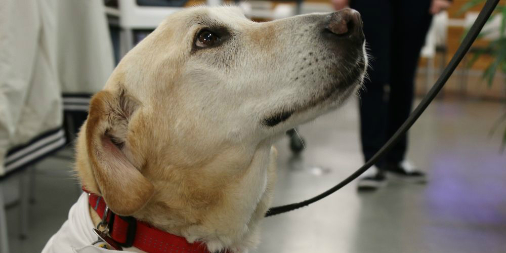 ESX Attendees Will Have the Chance to Be Comforted by Therapy Dogs