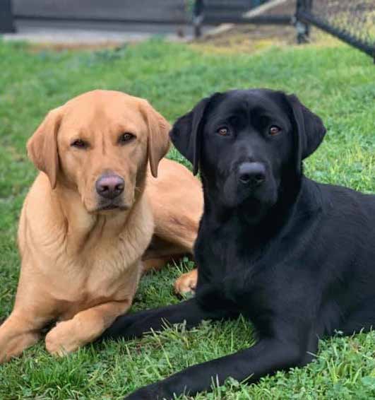 Guide Dogs Victoria and Milestone team up on canine wellbeing