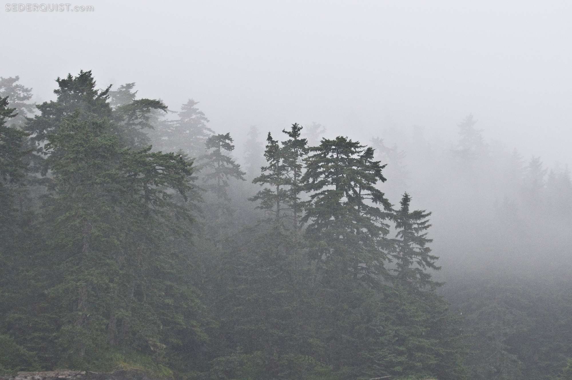 rainforestalaska Betty Sederquist Photography