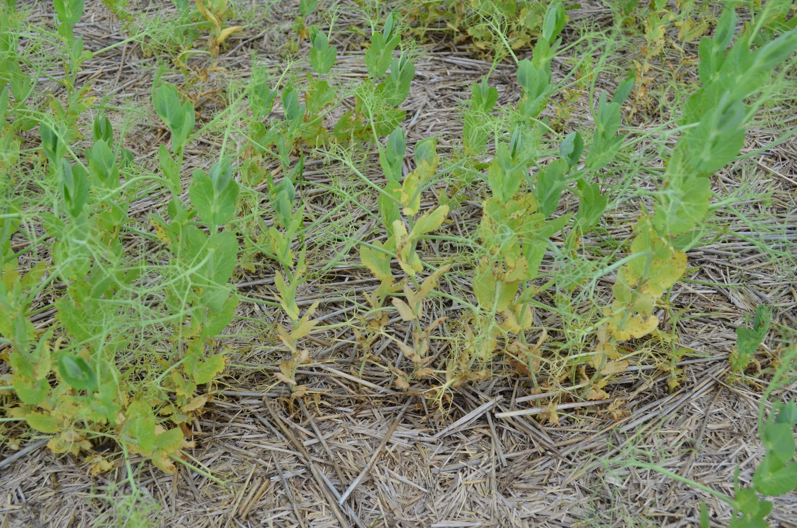 Rotten Roots The Alberta Seed Guide