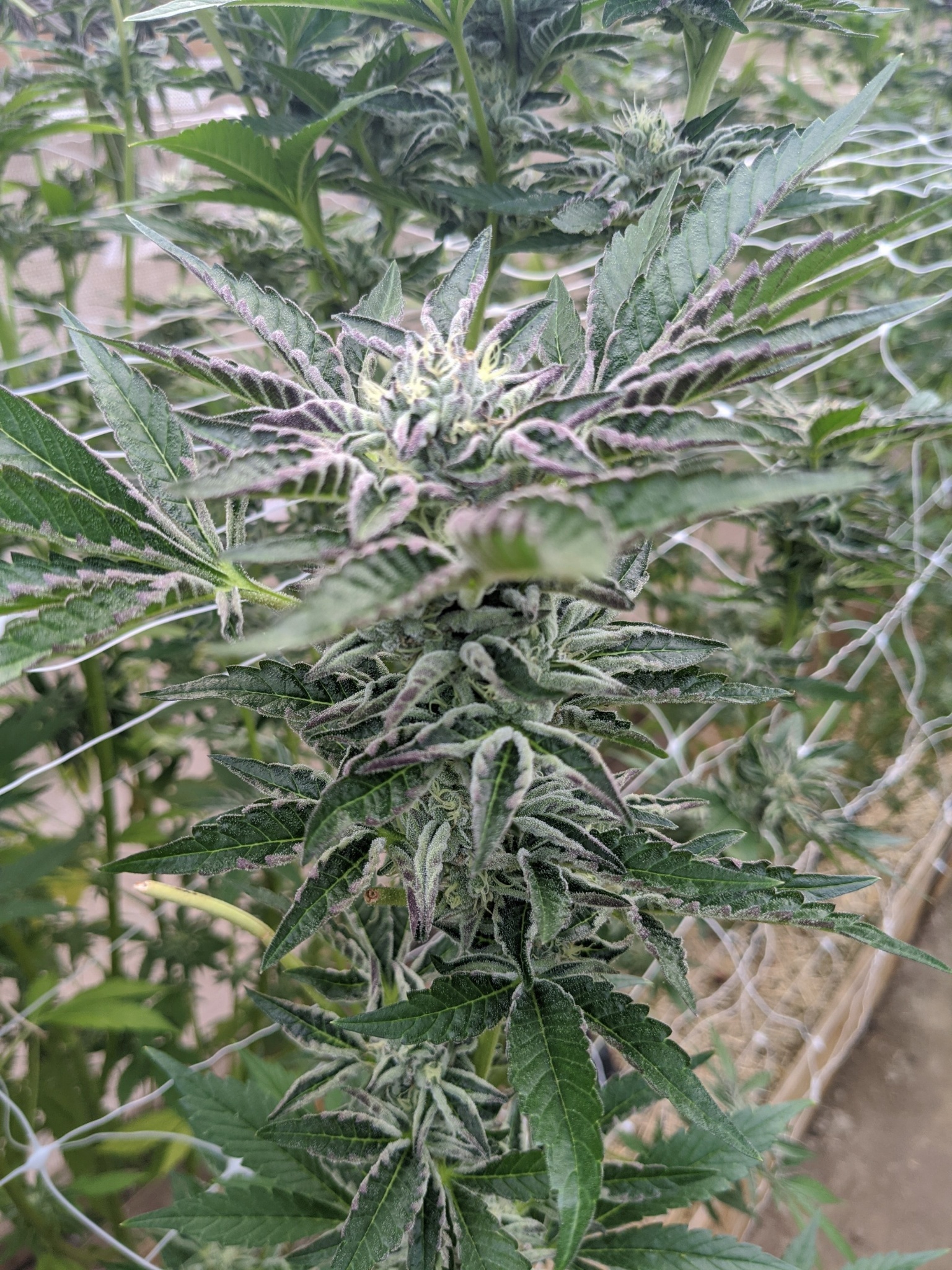 MARTIAN CANDY OG ☆rooted clone☆ buy2 get2 free!☆ Seed Canary