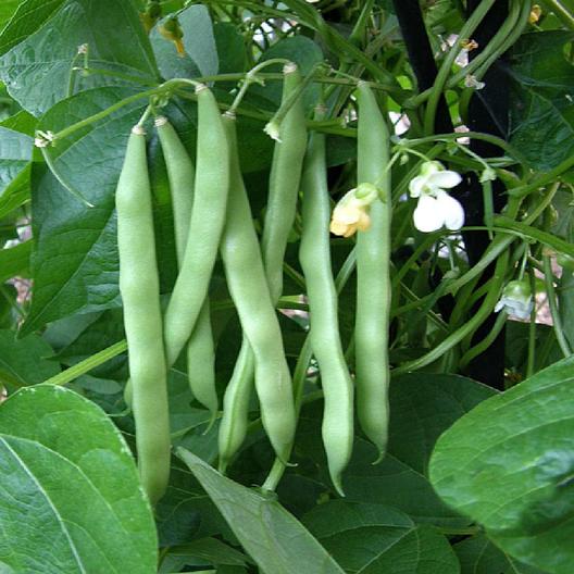 Our Best Garden Bean Seeds