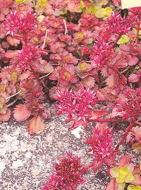 Succulent Ground Cover With Purple Flowers / Close Up View