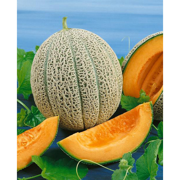 Jim's Favorite Cantaloupes and Melons Seed