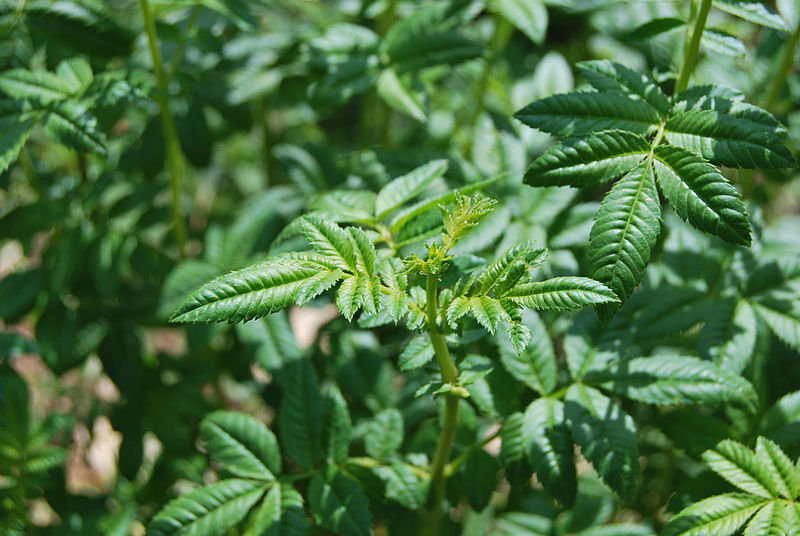 Peruvian Black Mint/Huacatay Seeds