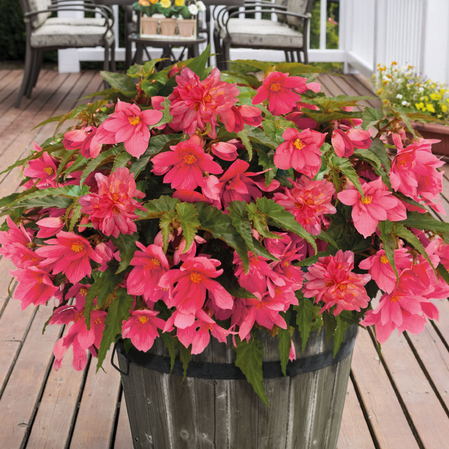 Jim's Favorite Begonia Flower Seeds