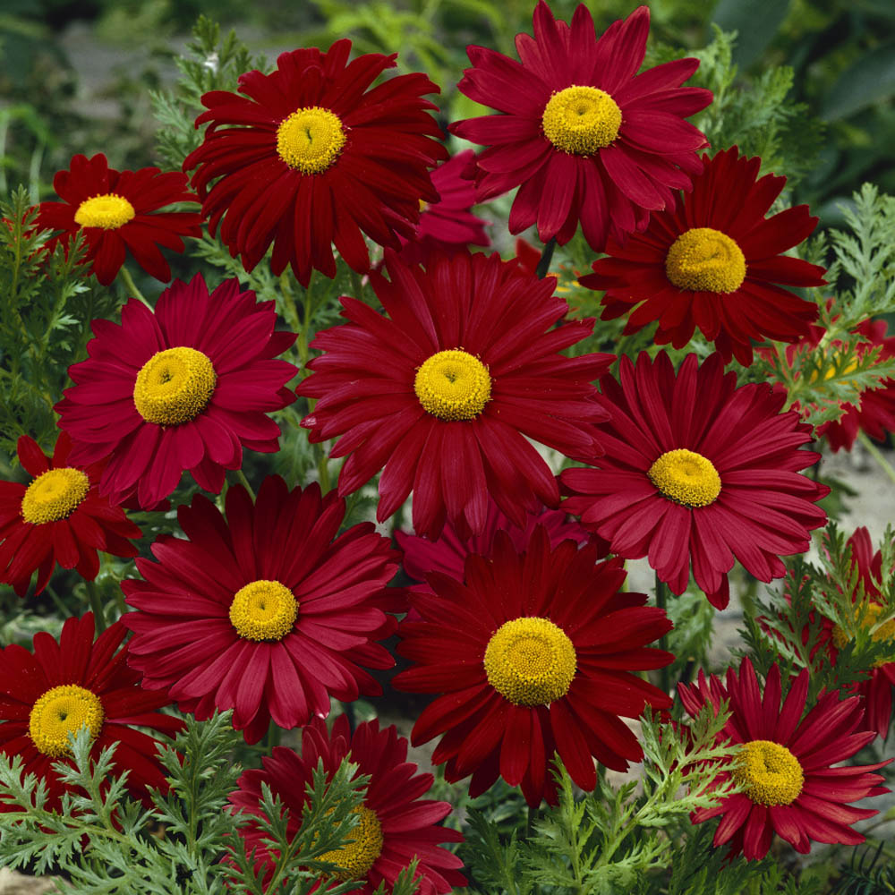 Chrysanthemum ( Mums ) Flower Garden Seeds