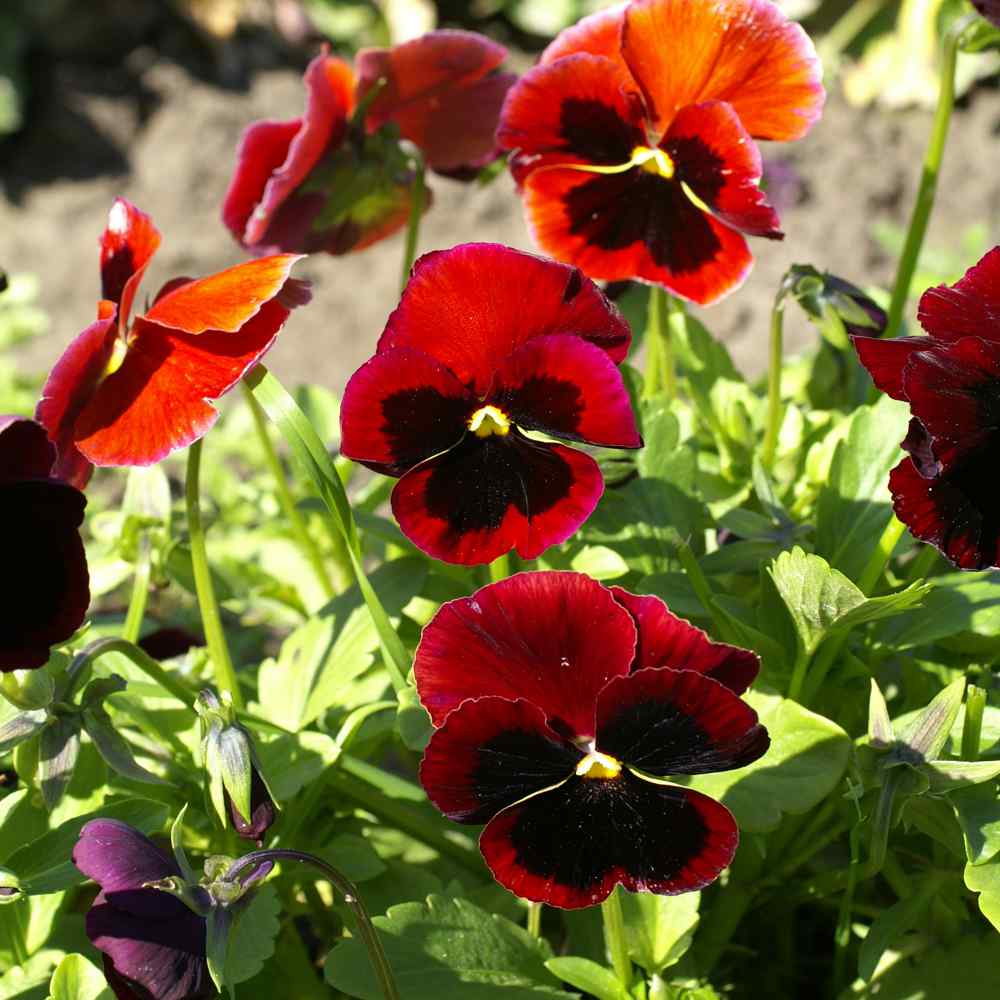 Pansies and Viola Seeds from around the world in Retail Packs