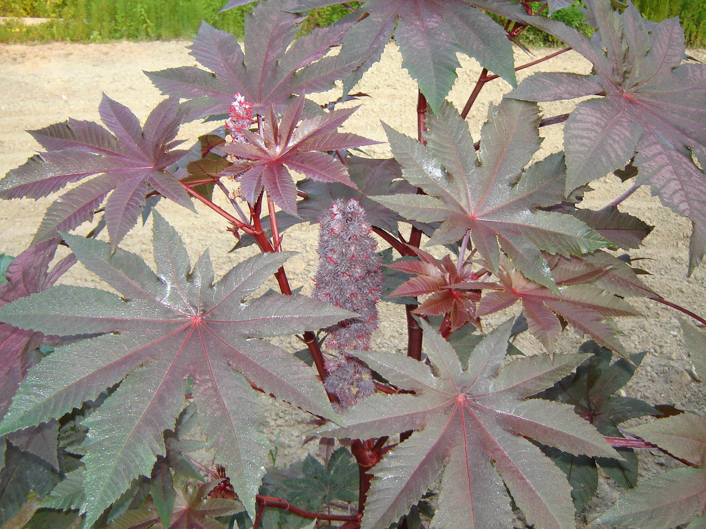 Jim's Favorite Flower Castor Oil Plant Seeds