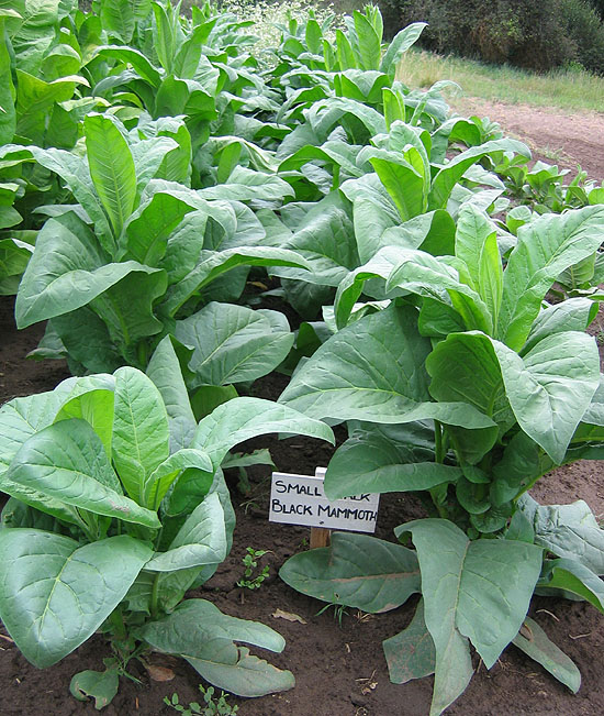 Tobacco Seeds FAST ship EASY grow RYO SpicyAcres 3 VARIETY PIPE BLEND