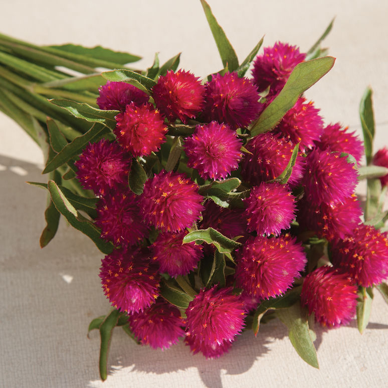 Jim's Favorite Flower Gomphrena Flower Seeds