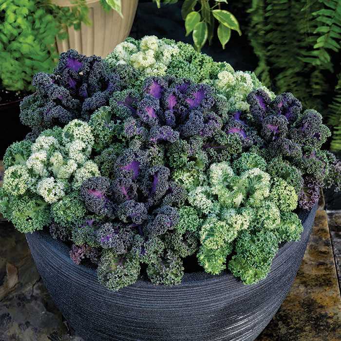 Ornamental Cabbage/Kale Seeds from around the world in Retail Packs