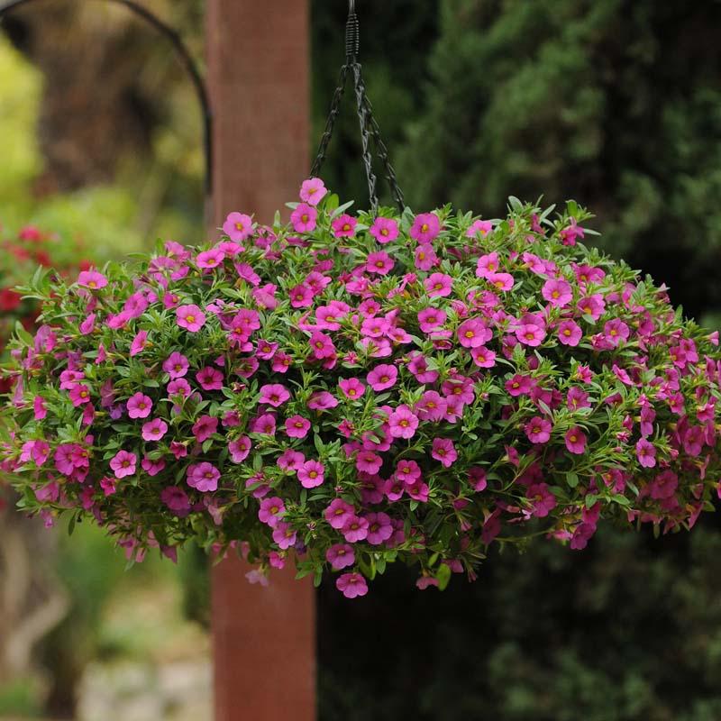 Seeds for Hanging Basket Plants