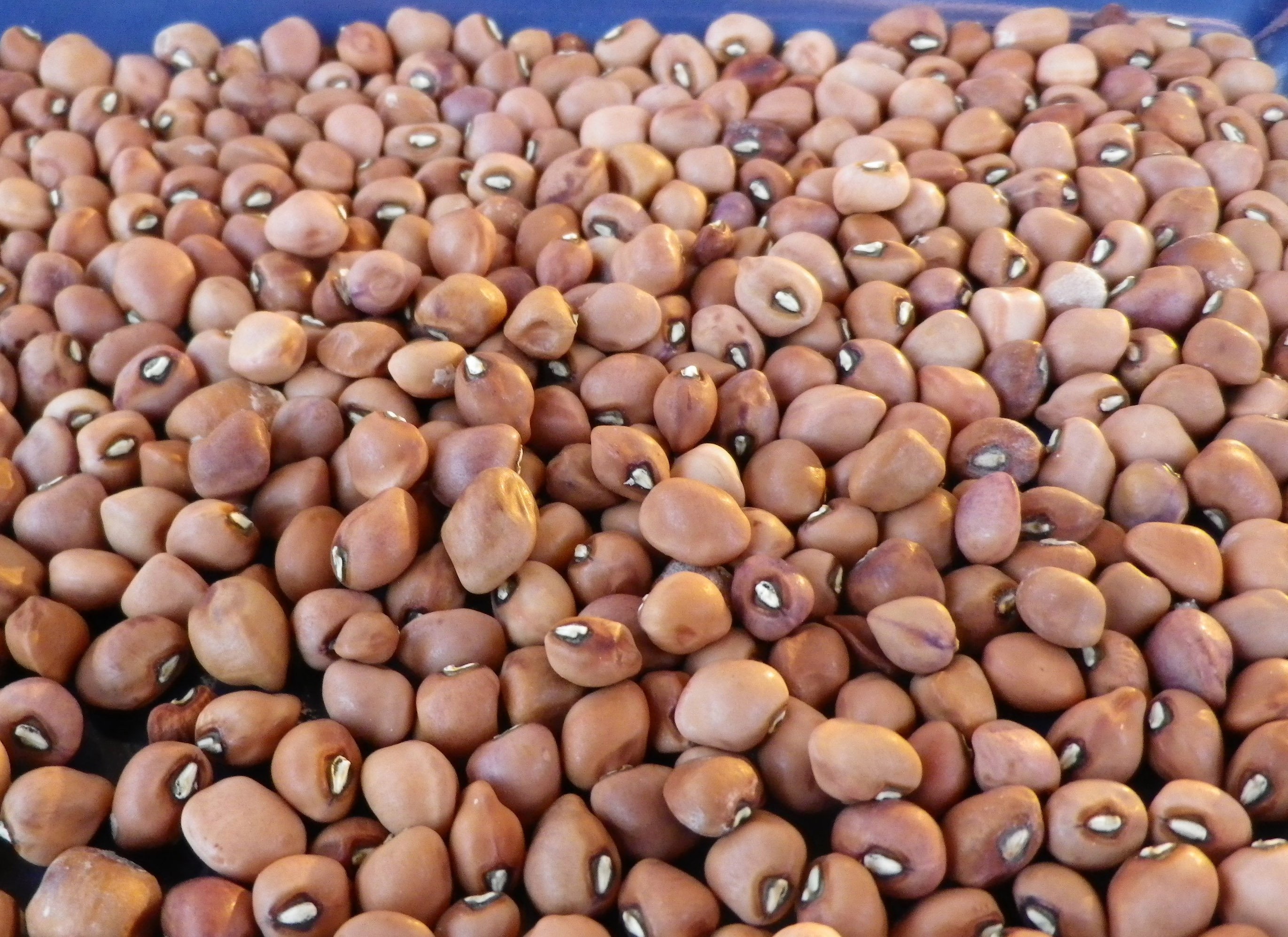 Jim's Favorite Garden Cowpeas Vegetable Seeds