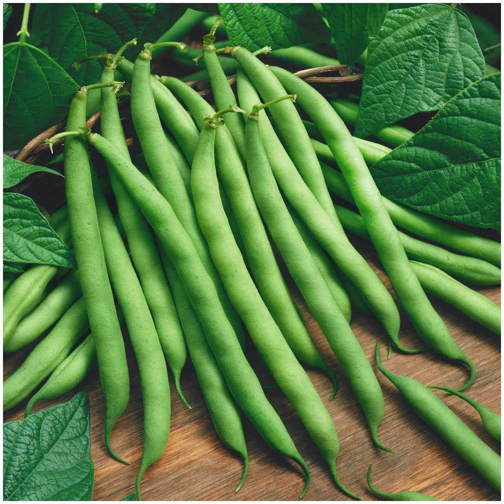 Our Best Garden Bean Seeds