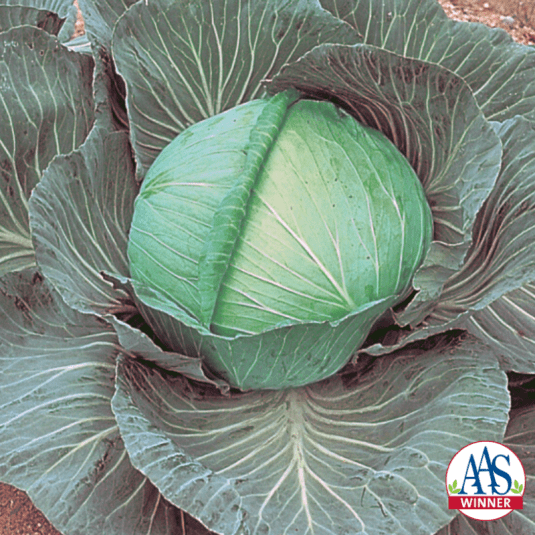 Giant Vegetable Seeds