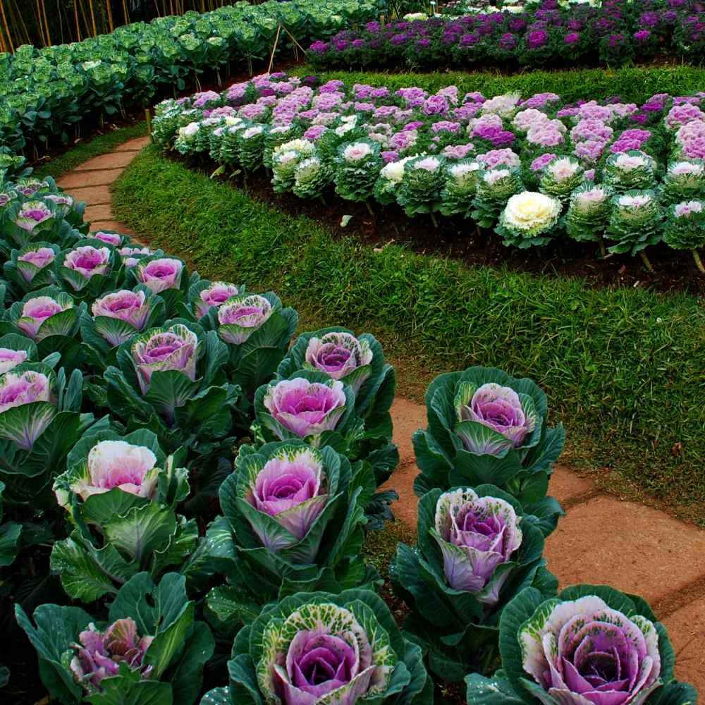 Ornamental Cabbage/Kale Seeds from around the world in Retail Packs