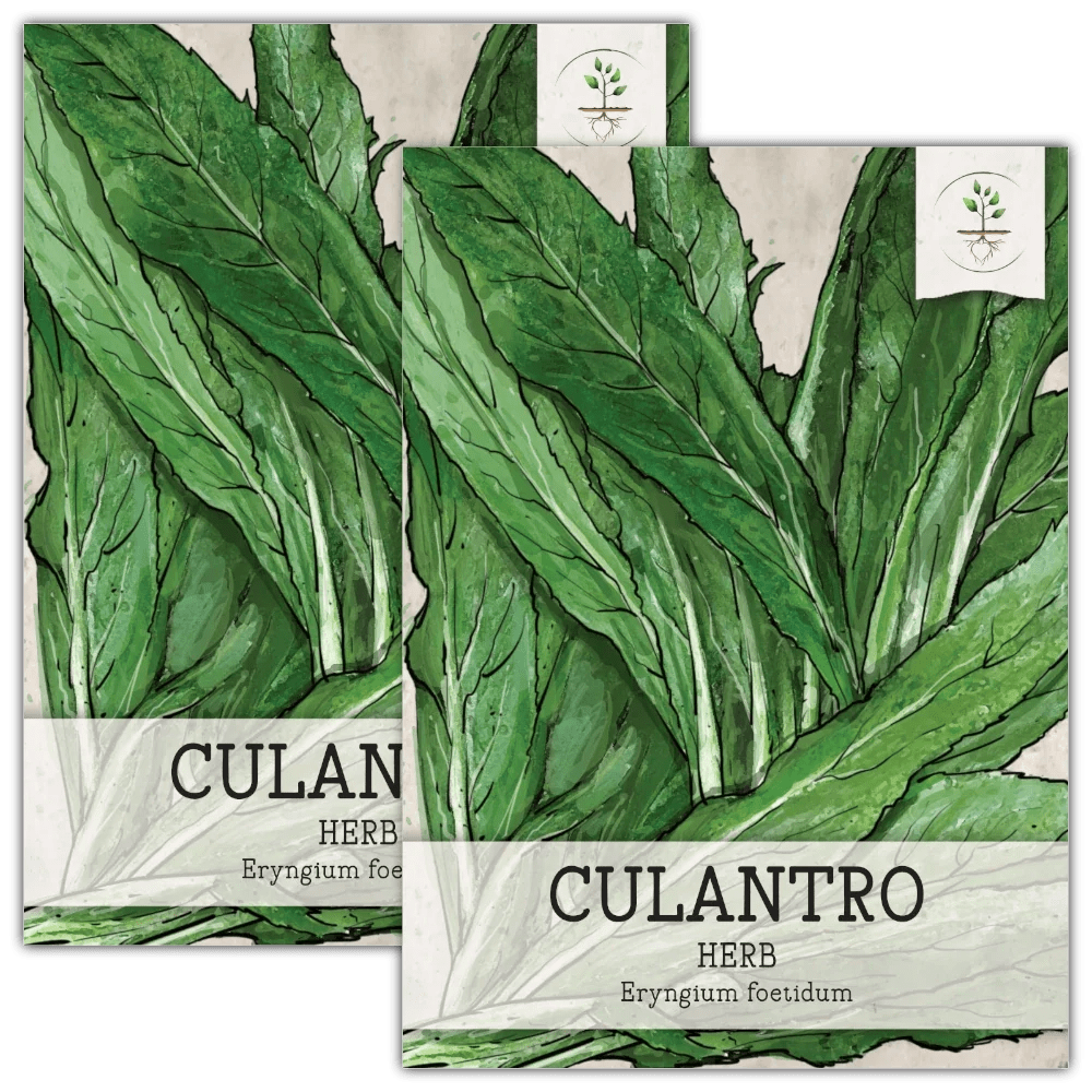 Culantro Herb Seeds For Planting (Eryngium foetidum) Seed Needs