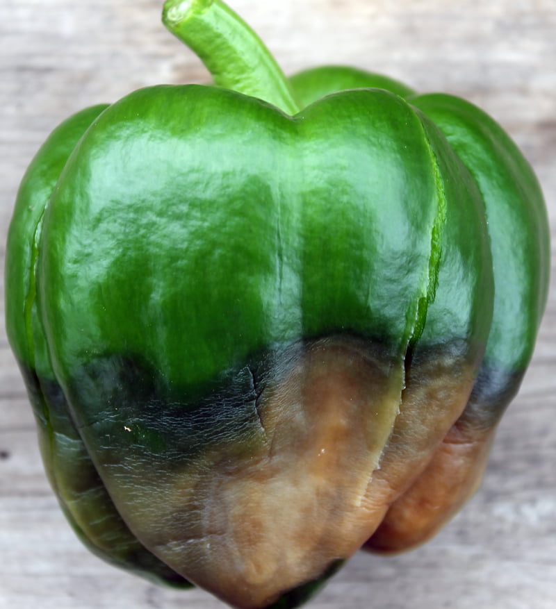 We did not find results for: Blossom End Rot