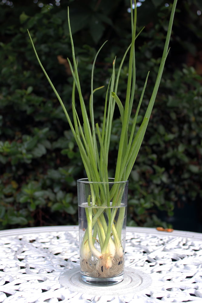 I was so impressed by it that i immediately. Keep those Spring Onions Fresh