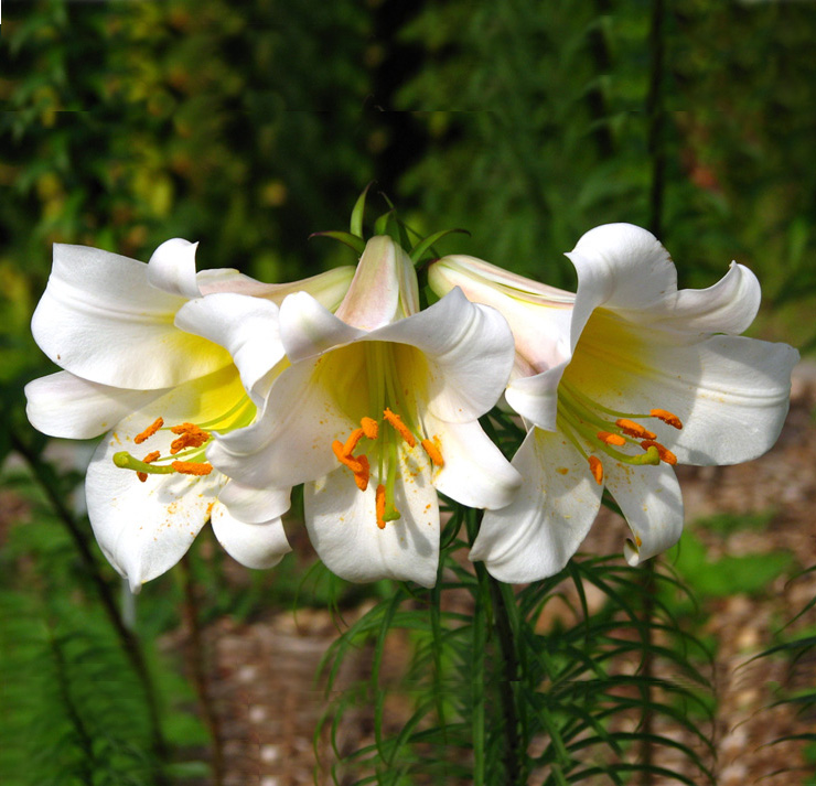 Lilium regale REGAL LILY SeedScape