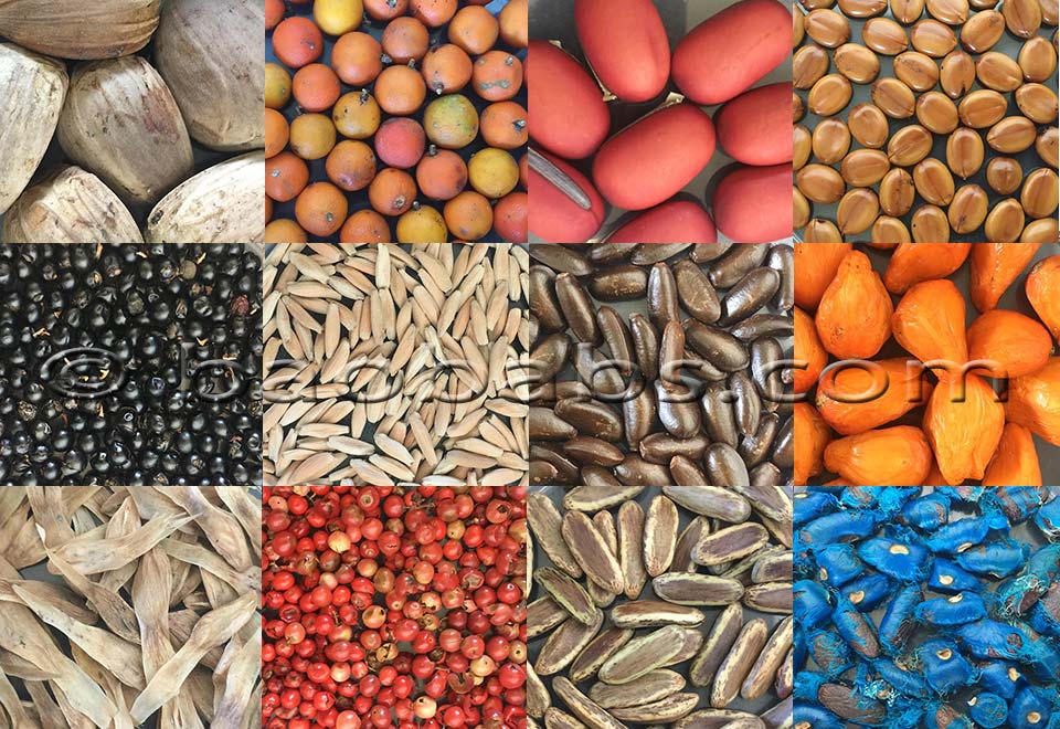 Rare exotic tropical plants and seeds