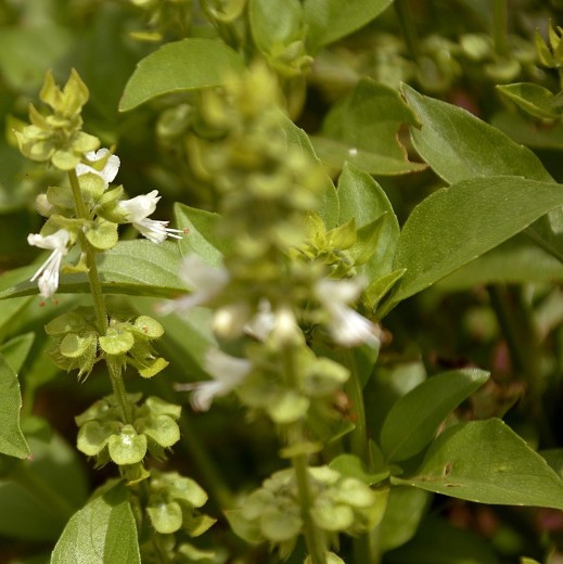 BASIL. Much better known as Sweet Basil.