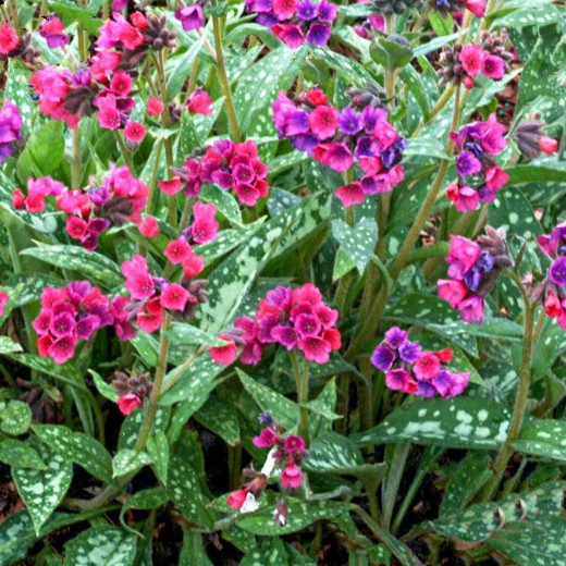 Pulmonaria Raspberry Splash. Lungwort.
