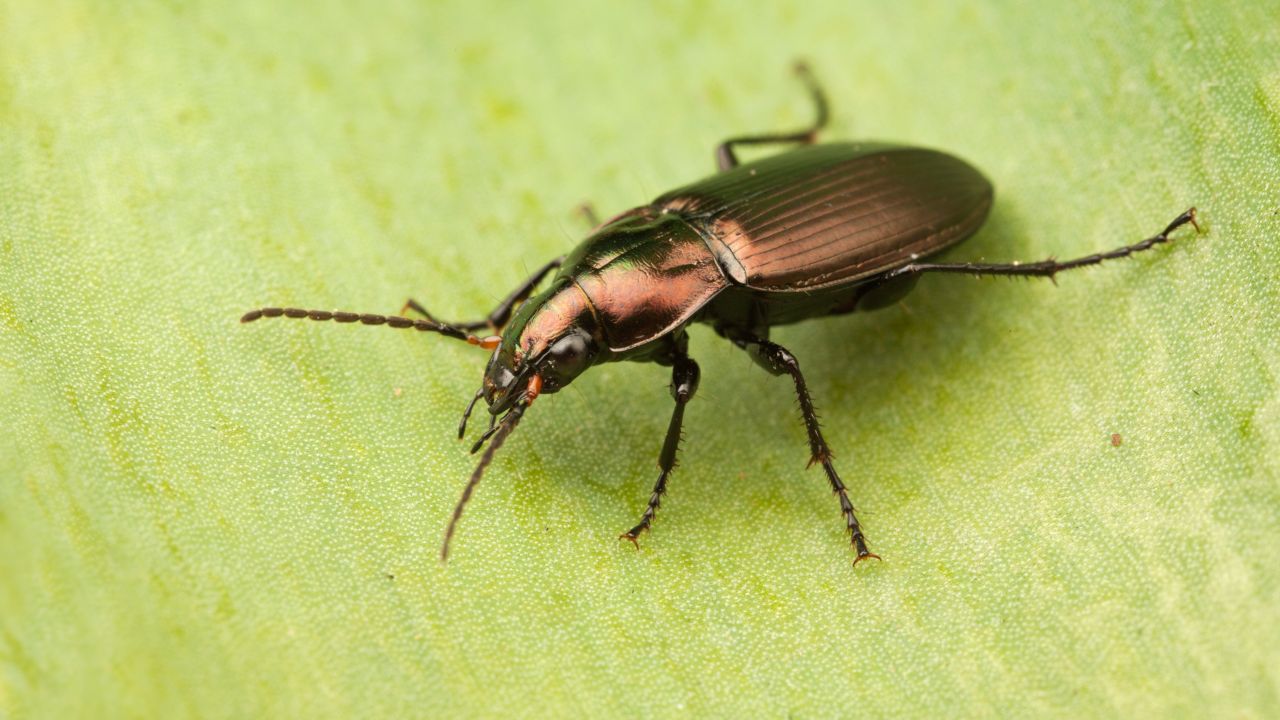 [QID0628] Is it permissible to kill insects in Islam? SeekersPath