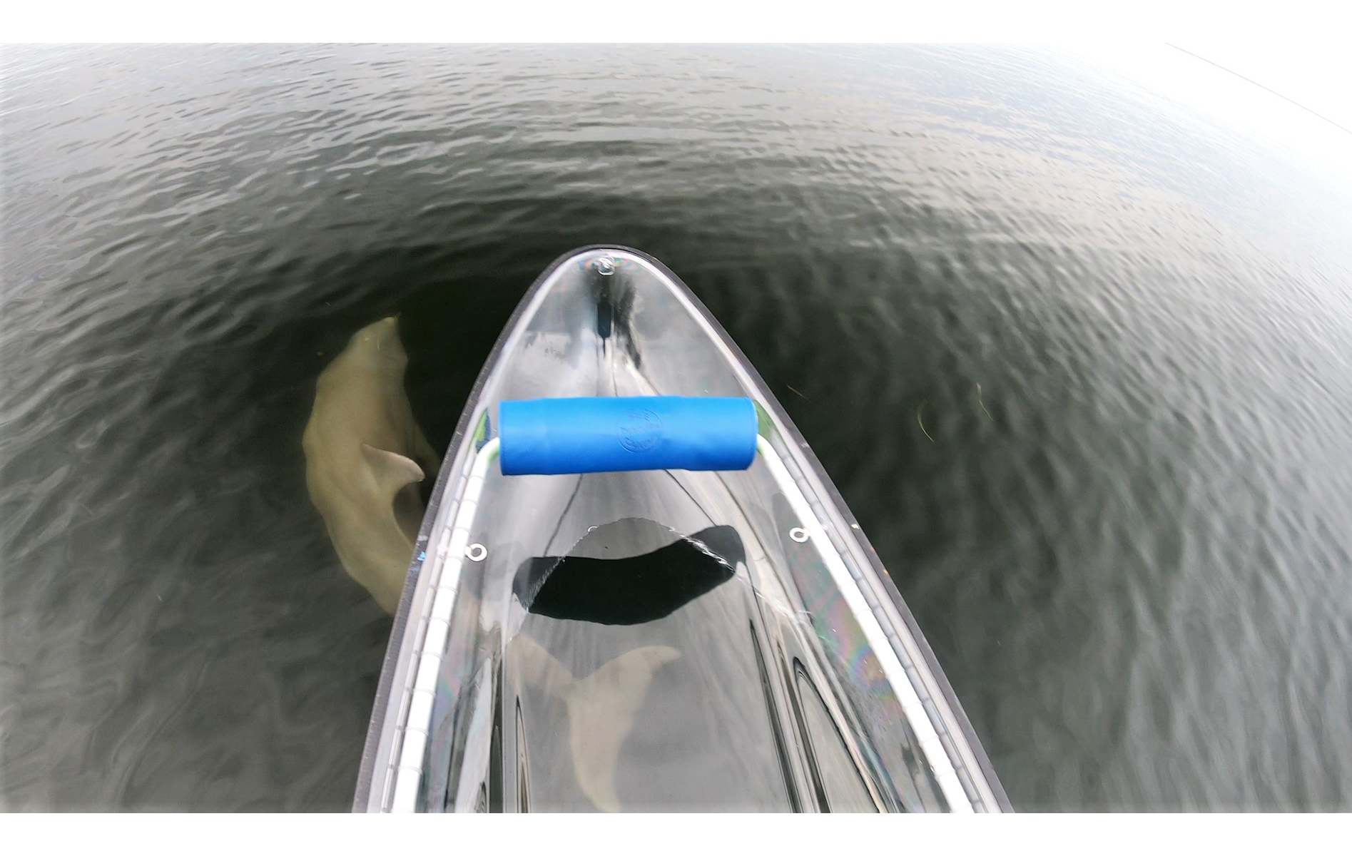 Really Cool Videos of the See Through Canoe & Wildlife Encounters