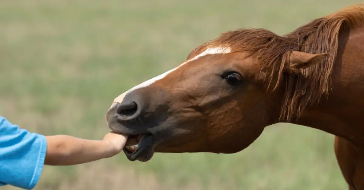 How to stop a horse from biting SEIB Insurance Brokers