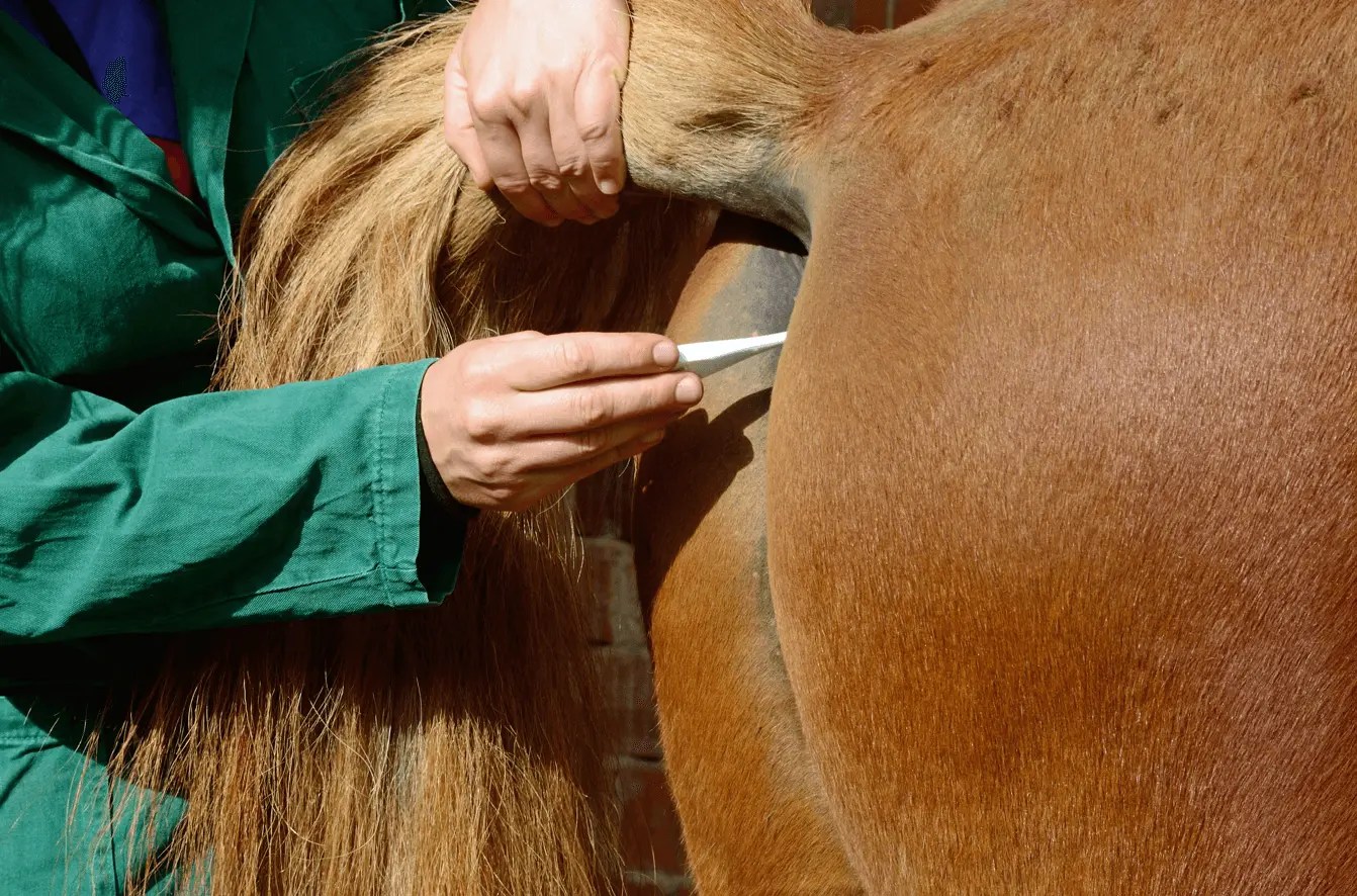How to take a horse's temperature SEIB Insurance Brokers