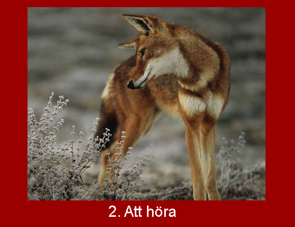 Seilon – Empirisk Sanning » Världens 7 Underverk