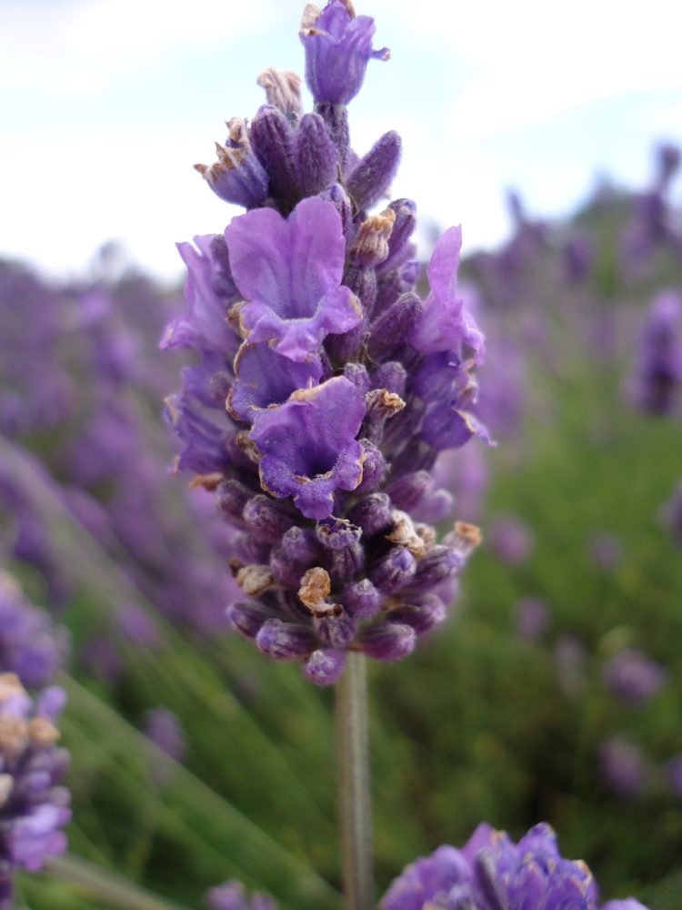 Bunga Lavender Putih Pemandangan Apiana memiliki arti