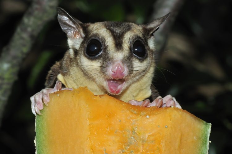 Biar lebih jelas baca penjelasan di bawah ini 18+ Makanan Sugar Glider (BAYI, JOEY, DEWASA) - Kesukaan ...