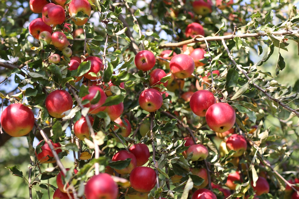 Apfelsorten von AZ in Deutschland frühe & späte Sorten