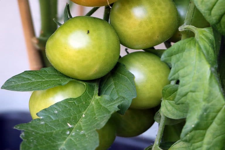 Weiße Flecken auf Tomatenblättern was tun
