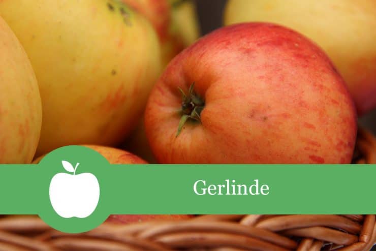 Apfel 'Gerlinde' Geschmack, Befruchter, Erntezeit