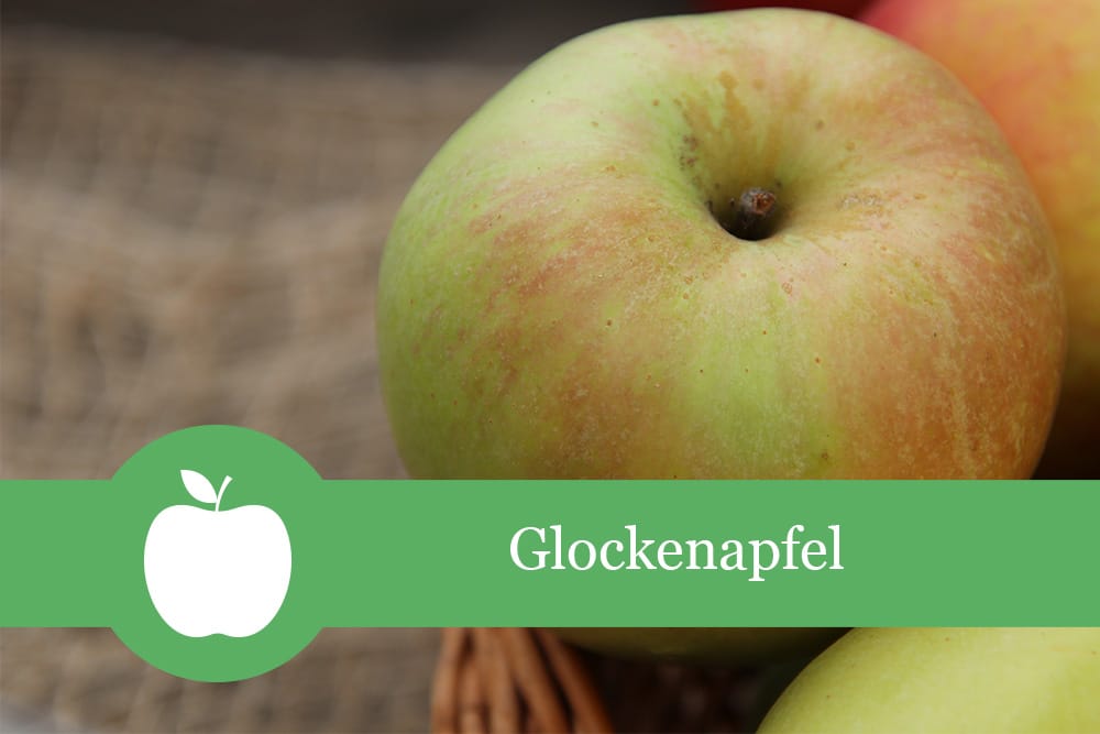 Glockenapfel Geschmack, Ernte & Lagerung
