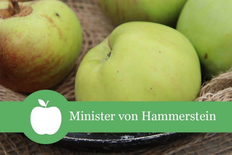 Apfel 'Minister von Hammerstein' Beschreibung & Besonderheiten