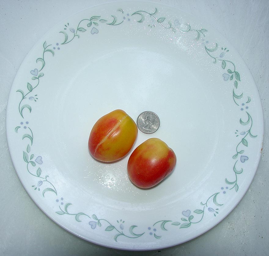 Zima (TM) Orange Grape tomatoes